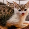 Katzenkind Helmut