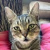 TIMON-sehr lieber, verspielter Kater