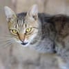 TIMON-sehr lieber, verspielter Kater