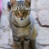TIMON-sehr lieber, verspielter Kater