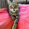 TIMON-sehr lieber, verspielter Kater