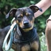Fido sucht konsequentes Zuhause