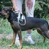 Fido sucht konsequentes Zuhause