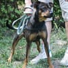 Fido sucht konsequentes Zuhause