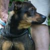 Fido sucht konsequentes Zuhause
