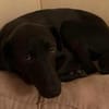 LINUS, unsicherer Schatz sucht Zuhause!