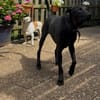 LINUS, unsicherer Schatz sucht Zuhause!