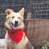 Ronja suche Menschen mit Herz