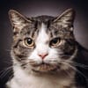 BIBO-hübscher, netter Kater