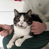 BIBO-hübscher, netter Kater