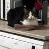 BIBO-hübscher, netter Kater