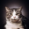 BIBO-hübscher, netter Kater