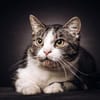 BIBO-hübscher, netter Kater