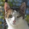 MICKY-lieber, freundlicher Kater