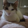 MICKY-lieber, freundlicher Kater