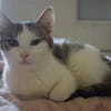 MICKY-lieber, freundlicher Kater