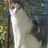 MICKY-lieber, freundlicher Kater