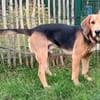 Simba  ein fröhlicher Jungspund