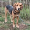 Simba  ein fröhlicher Jungspund