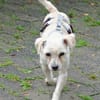 Batman, offen, freundlich, neugierig