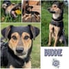 BUDDIE * Traumbursche für Erwachsene