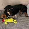 💕Berta💕sucht ihre Menschen 💕🐾