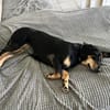💕Berta💕sucht ihre Menschen 💕🐾