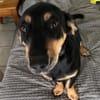 💕Berta💕sucht ihre Menschen 💕🐾
