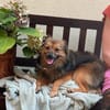 Lilo - Spitzmix sucht Zuhause
