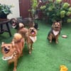 Lilo - Spitzmix sucht Zuhause