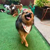 Lilo - Spitzmix sucht Zuhause