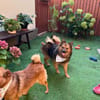Lilo - Spitzmix sucht Zuhause