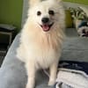 Hugo  kleiner Spitz sucht warmes Herz