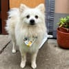 Hugo  kleiner Spitz sucht warmes Herz