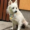Gino - schüchterner Spitz sucht Zuhause