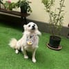 Gino - schüchterner Spitz sucht Zuhause