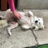 Gino - schüchterner Spitz sucht Zuhause