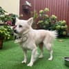 Gino - schüchterner Spitz sucht Zuhause