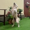 Gino - schüchterner Spitz sucht Zuhause