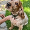 Spaniel-Mischling PHILIPP sucht Familie