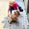 Spaniel-Mischling PHILIPP sucht Familie