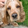 Spaniel-Mischling PHILIPP sucht Familie