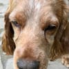 Russischer Spaniel sucht zuhause!