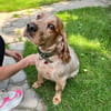 Russischer Spaniel sucht zuhause!