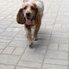 Russischer Spaniel sucht zuhause!