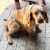 Russischer Spaniel sucht zuhause!