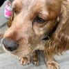 Russischer Spaniel sucht zuhause!