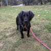 Besia