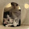 Sparkles und Mortis aus dem Tierschutz