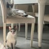 Sparkles und Mortis aus dem Tierschutz